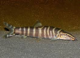 Chinese Golden Zebra Loach