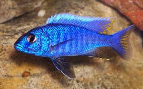 Electric Blue Ahli Cichlid