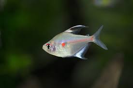 Bleeding Heart Tetra