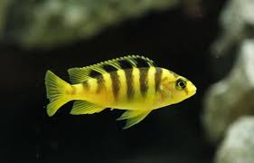 Bumblebee Cichlid