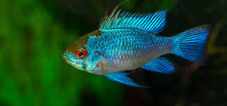 Electric Blue Ram