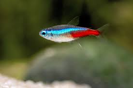 Neon tetra