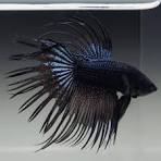 Black Orchid Crowntail Betta Males