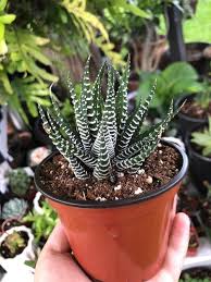 Haworthia