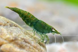 Green Jade Shrimp