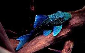 Phantom Blue Pleco Small