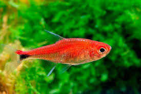 Ruby Tetra