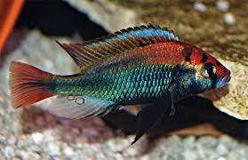 Ruby Green Hap Cichlid