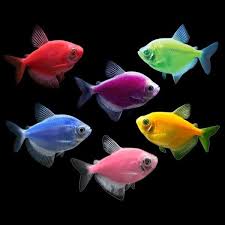 Glofish Tetra