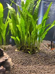 Java Fern