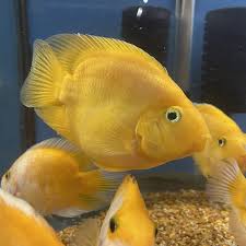 Yellow Parrot Cichlid Medium