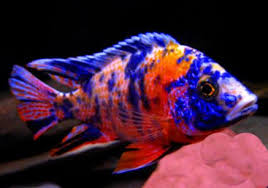 Orange Blotched Cichlid