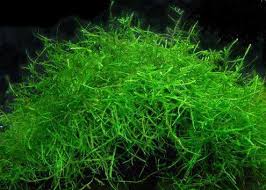 Java Moss