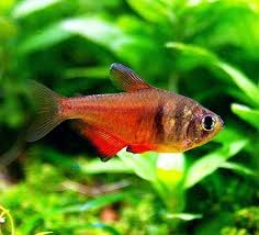 Orange von Rio tetra