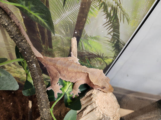 Adult Crested Gecko Female