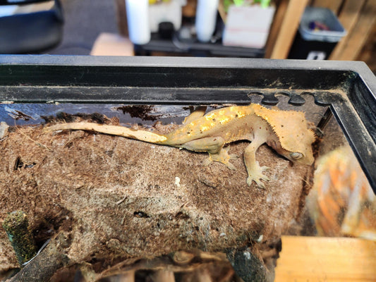 Fancy Crested Gecko