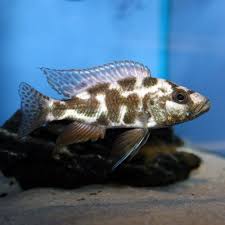 Livingstonii cichlid