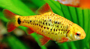 Gold barb