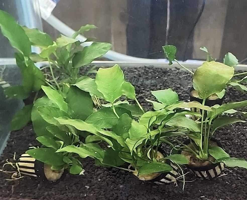 Anubias Barteri “Broadleaf” Potted