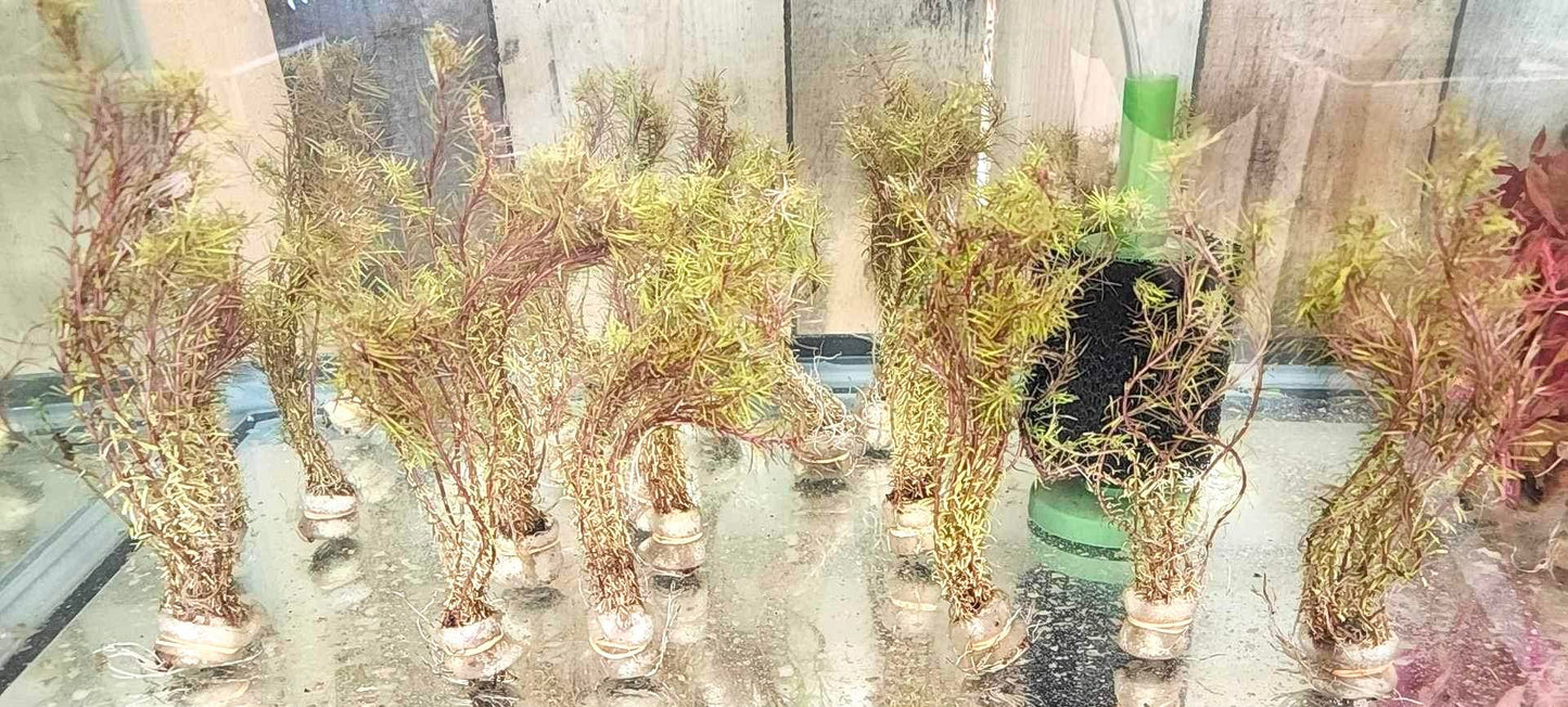 Rotala Mexicana