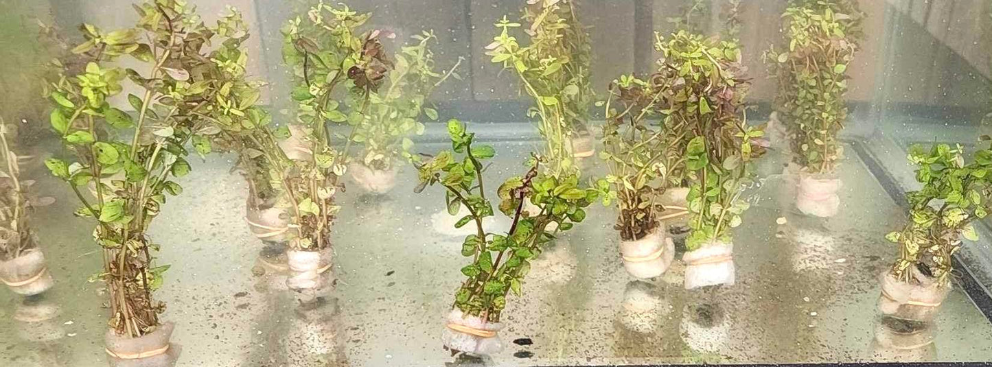 Rotala “Orange Juice"