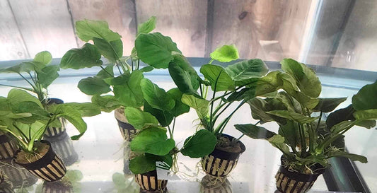 Anubias Barteri Golden Coin Potted