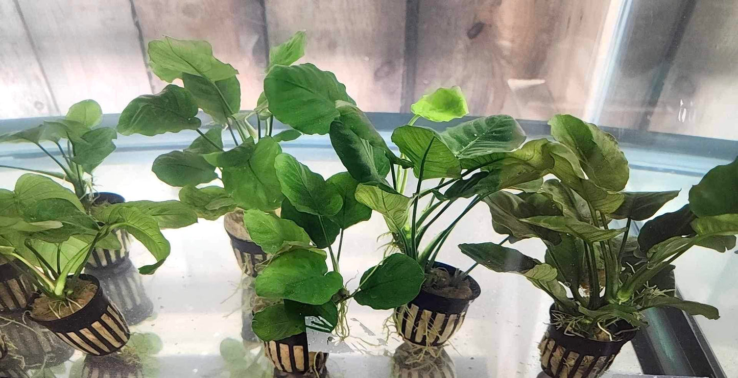 Anubias Barteri Golden Coin Potted