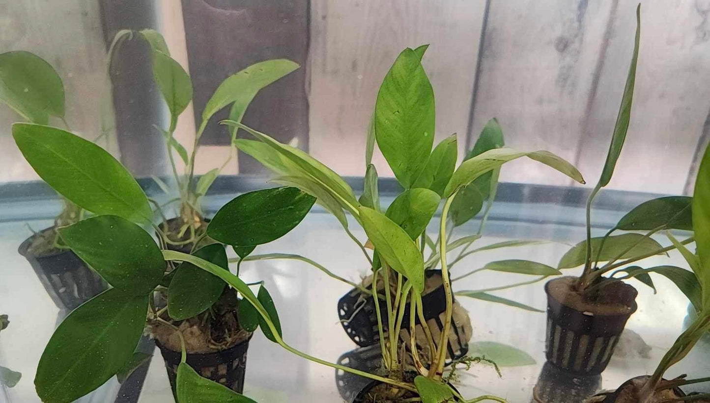 Anubias Barteri Congensis Potted