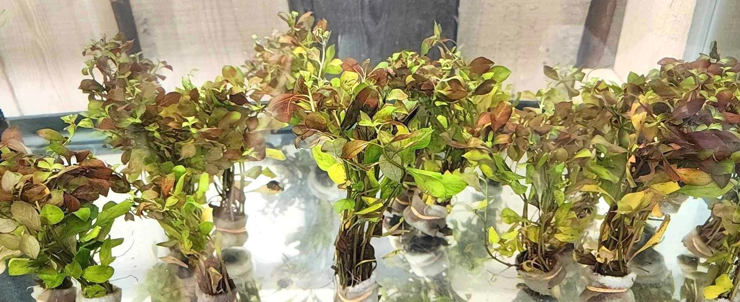 Ludwigia Repens