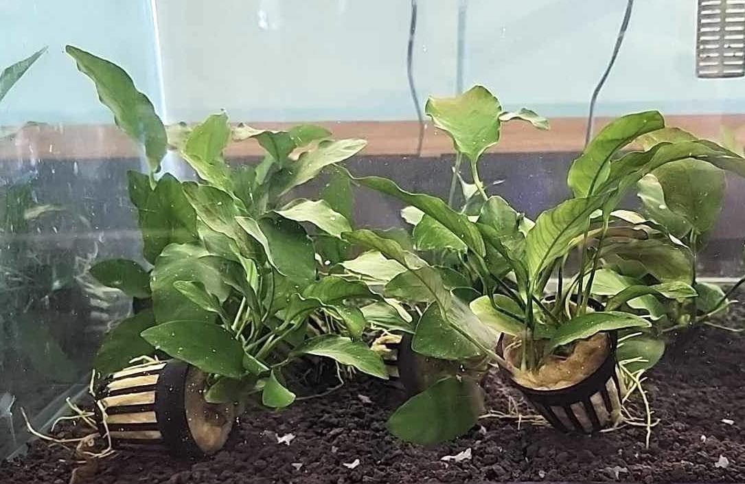 Anubias Barteri “Broadleaf” Potted