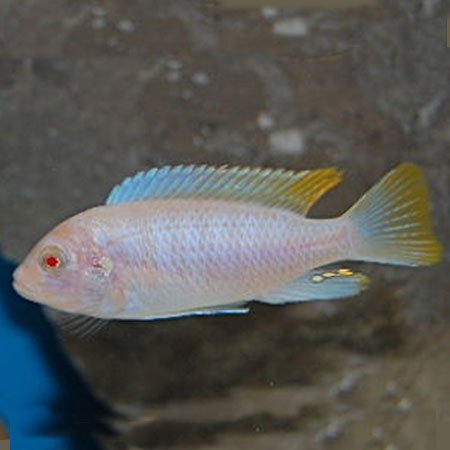 Albino ice blue redtop Zebra cichlid