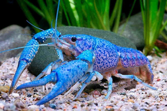 Blue Dwarf Lobster