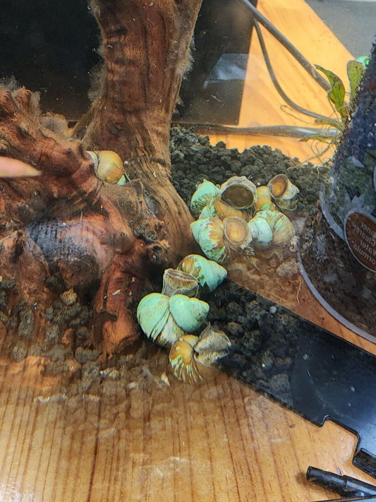 Japanese trapdoor snails